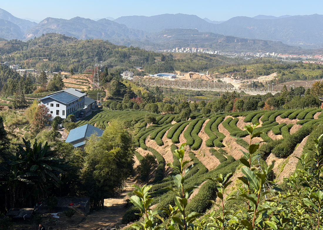 Jinrui Teahouse: Rooted in Wuyi, Grown with Heart